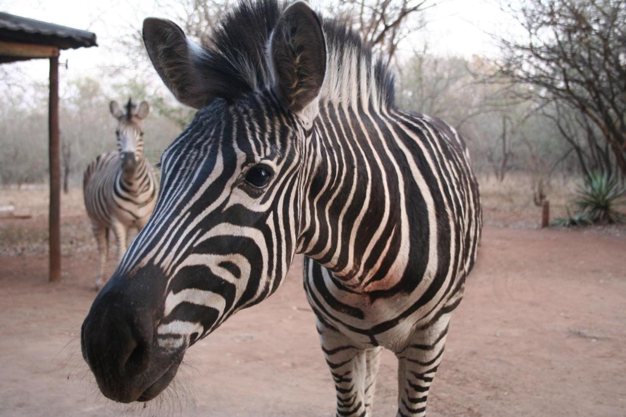 Kiburi Lodge @ Kruger, A Secluded Bushveld Getaway Marloth Park Ngoại thất bức ảnh
