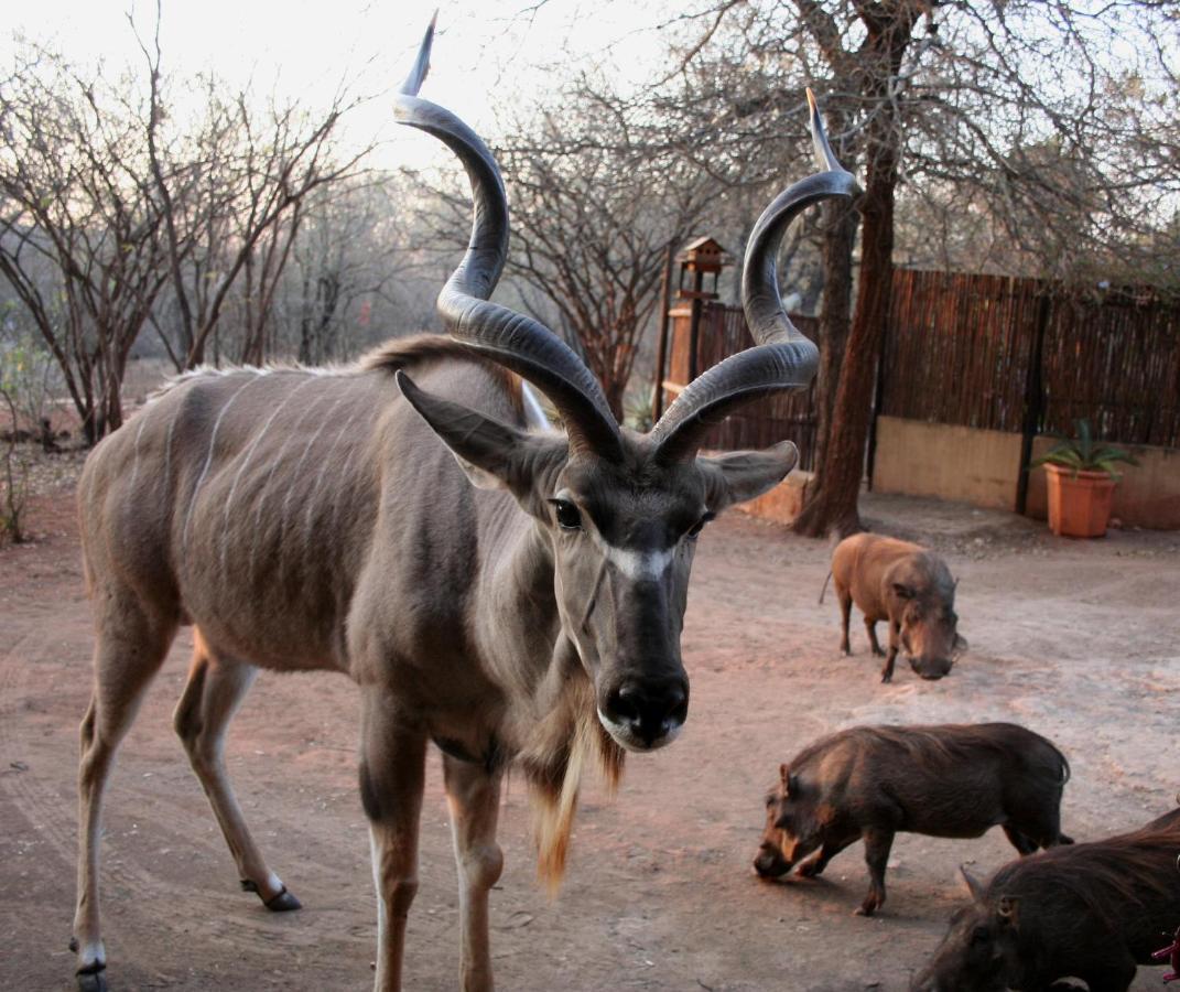 Kiburi Lodge @ Kruger, A Secluded Bushveld Getaway Marloth Park Ngoại thất bức ảnh