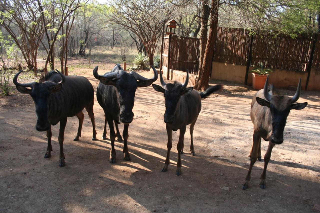 Kiburi Lodge @ Kruger, A Secluded Bushveld Getaway Marloth Park Ngoại thất bức ảnh