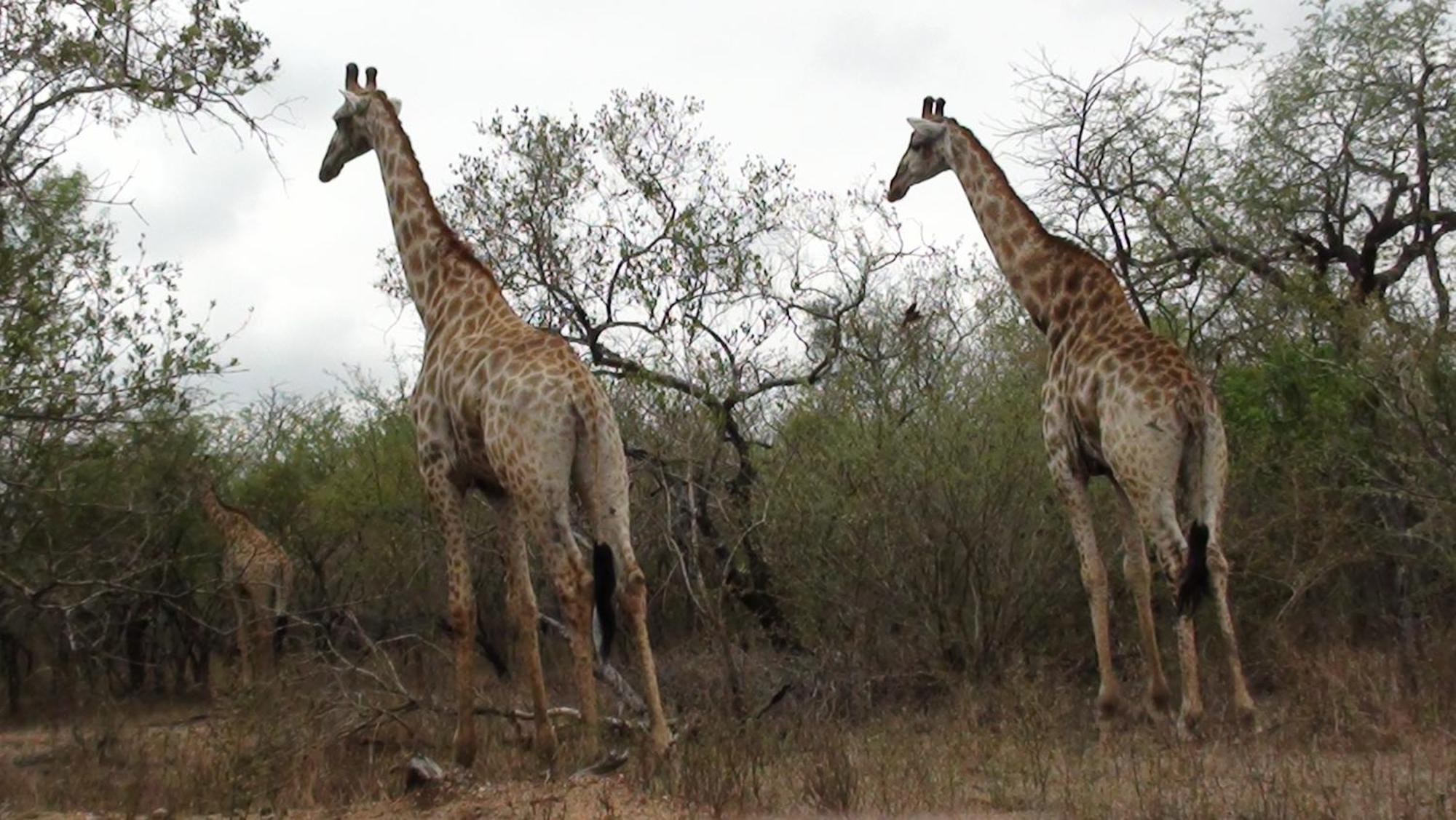 Kiburi Lodge @ Kruger, A Secluded Bushveld Getaway Marloth Park Ngoại thất bức ảnh