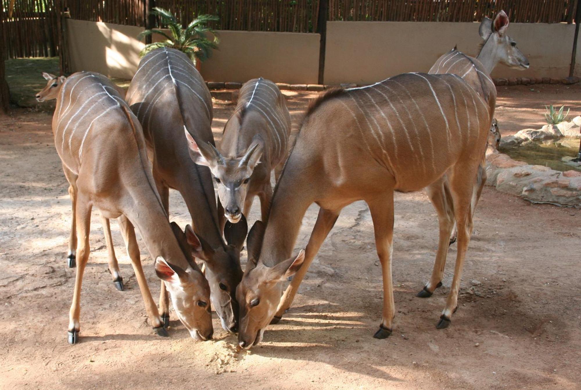 Kiburi Lodge @ Kruger, A Secluded Bushveld Getaway Marloth Park Ngoại thất bức ảnh