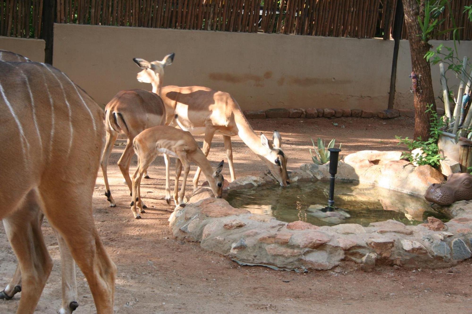 Kiburi Lodge @ Kruger, A Secluded Bushveld Getaway Marloth Park Ngoại thất bức ảnh