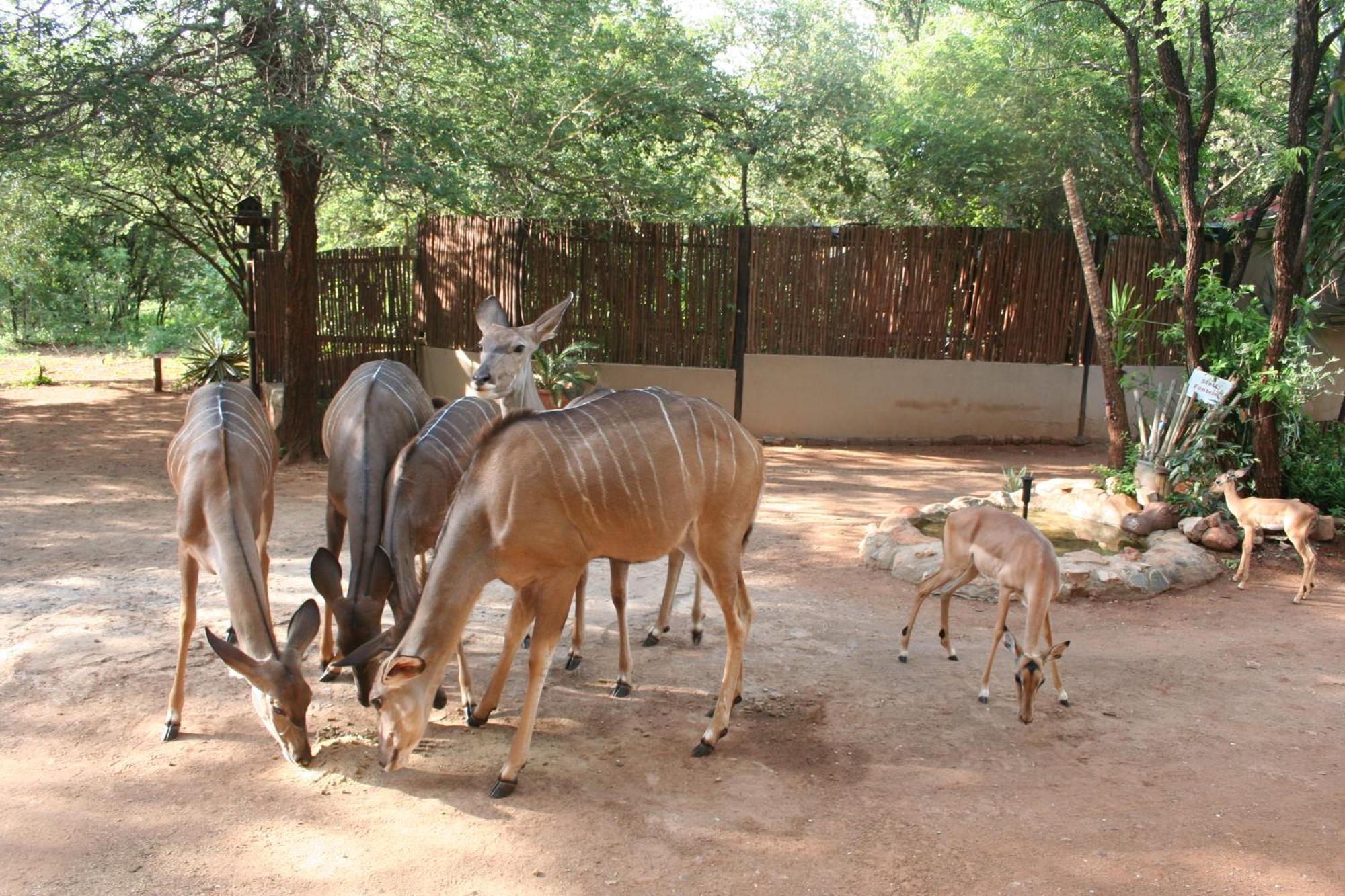 Kiburi Lodge @ Kruger, A Secluded Bushveld Getaway Marloth Park Ngoại thất bức ảnh