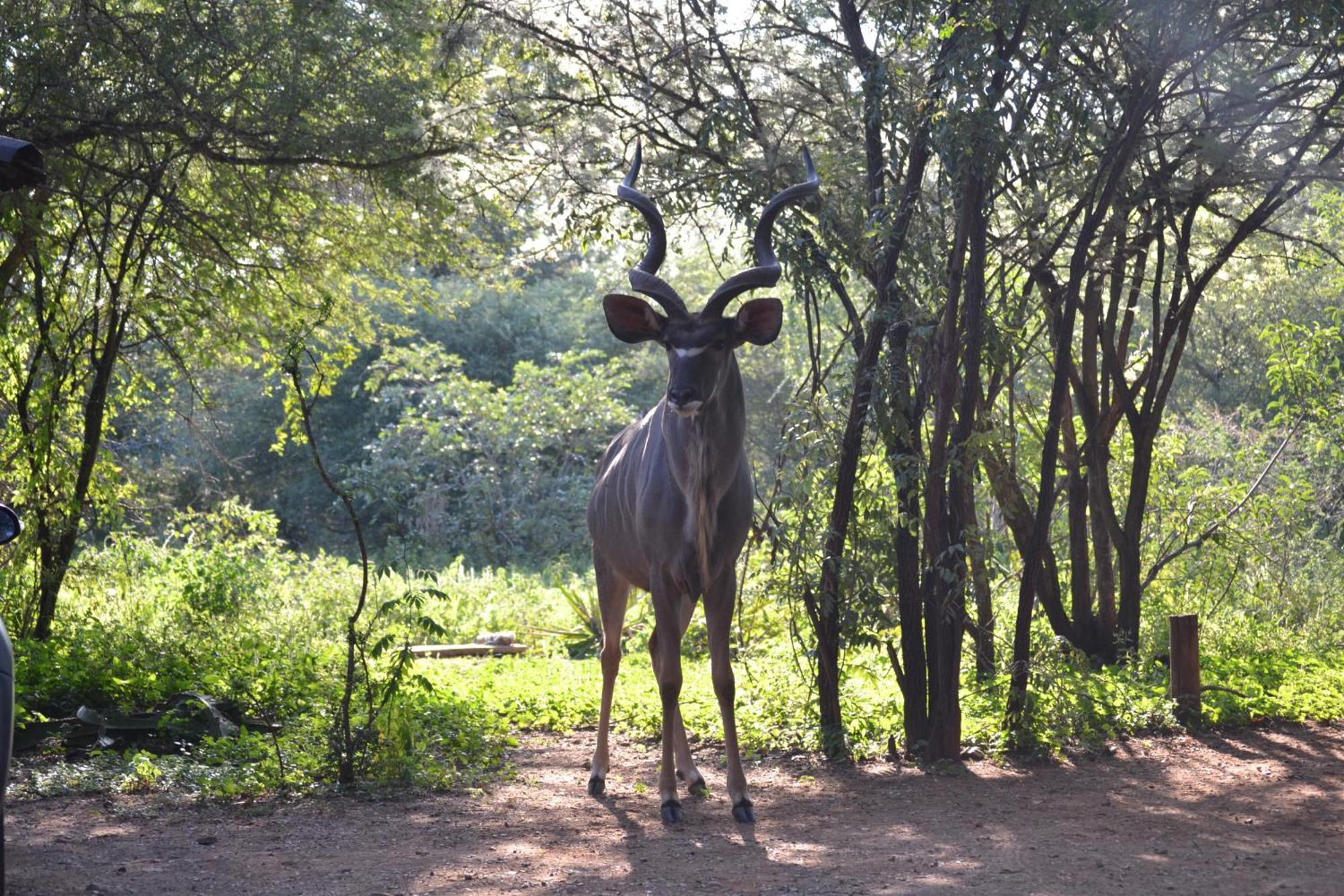 Kiburi Lodge @ Kruger, A Secluded Bushveld Getaway Marloth Park Ngoại thất bức ảnh