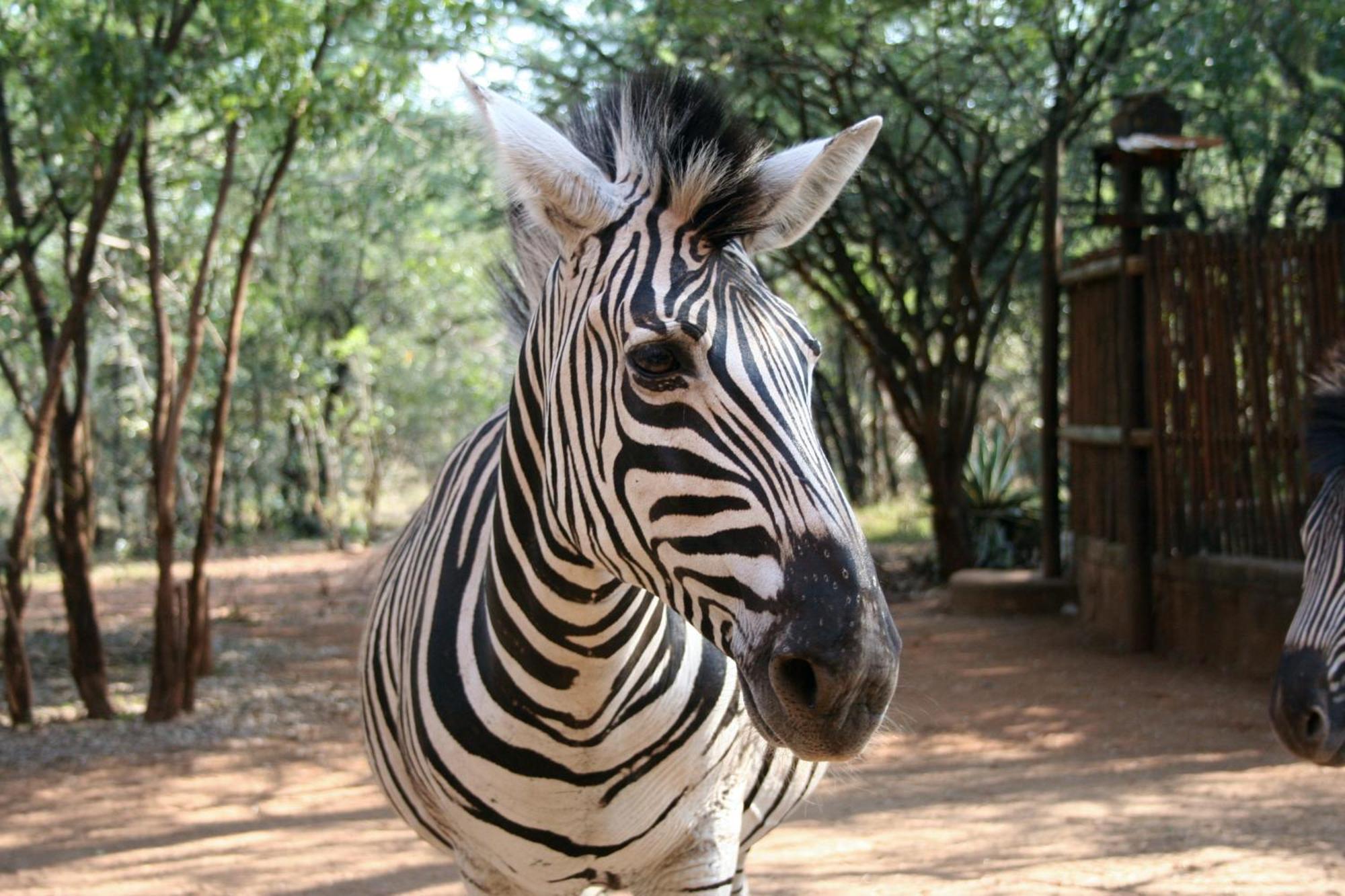 Kiburi Lodge @ Kruger, A Secluded Bushveld Getaway Marloth Park Ngoại thất bức ảnh
