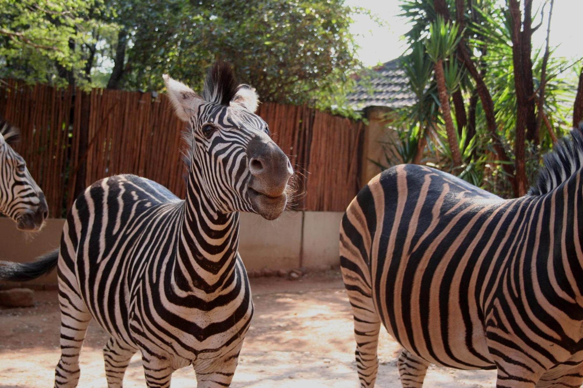 Kiburi Lodge @ Kruger, A Secluded Bushveld Getaway Marloth Park Ngoại thất bức ảnh